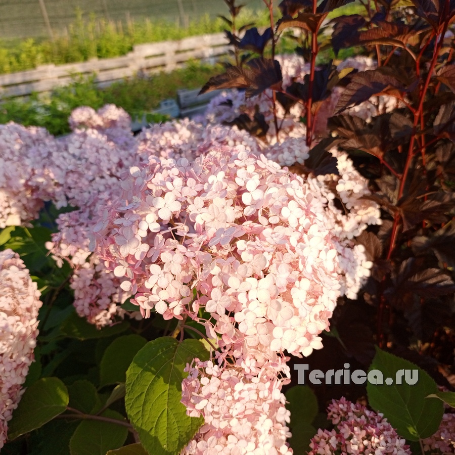 Полный роспуск на полном солнце