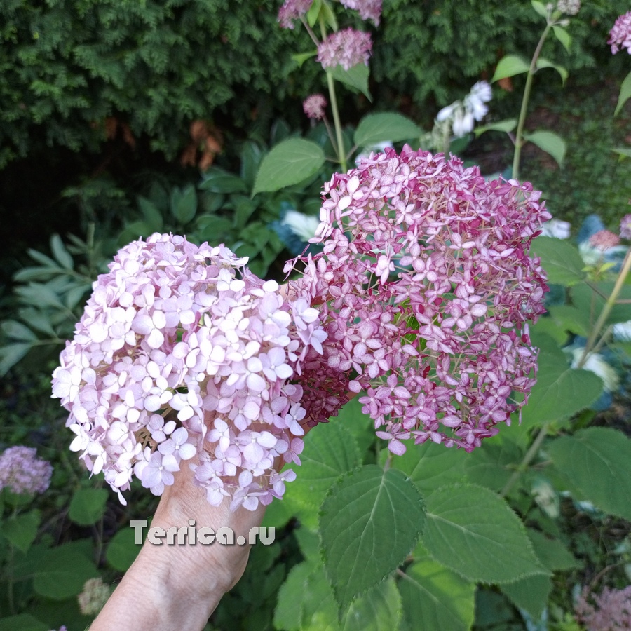 Слева Bubblegum