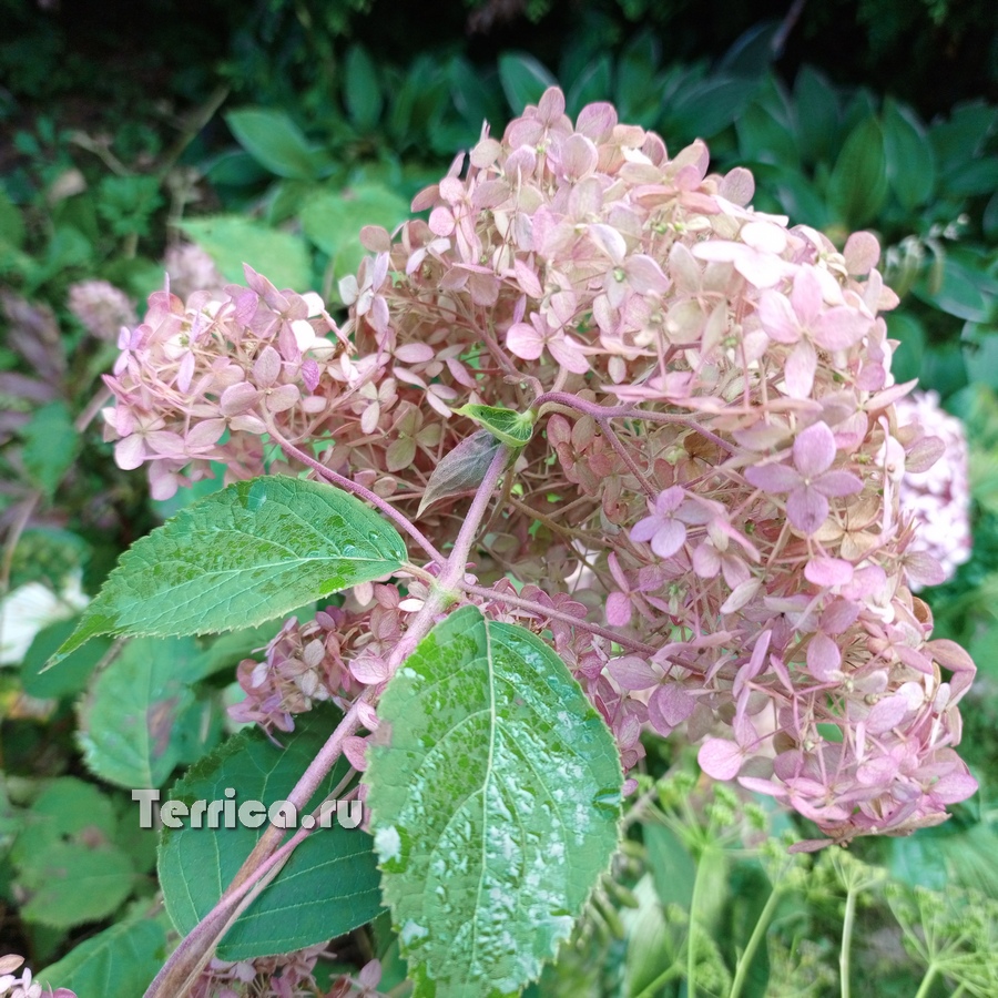 Отцветшее соцветие