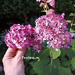 Слева Ruby Annabelle