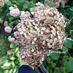 Отцветшее соцветие