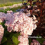 Полный роспуск на полном солнце