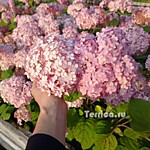 C.Bubblegum в руке, вокруг Magical Pinkerbell